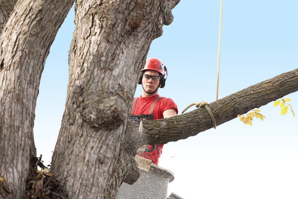 Reliable Onarga, IL Tree Removal Services Solutions